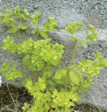 Image: Investigators at The Scripps Research Institute have achieved the first efficient chemical synthesis of ingenol, a highly complex, anticancer substance found in the Euphorbia genus of plant, whose milky sap has long been used in traditional medicine (Photo courtesy of the Scripps Research Institute).